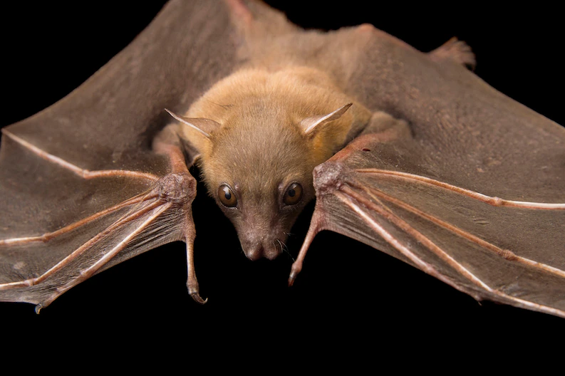 15 bat day gallery