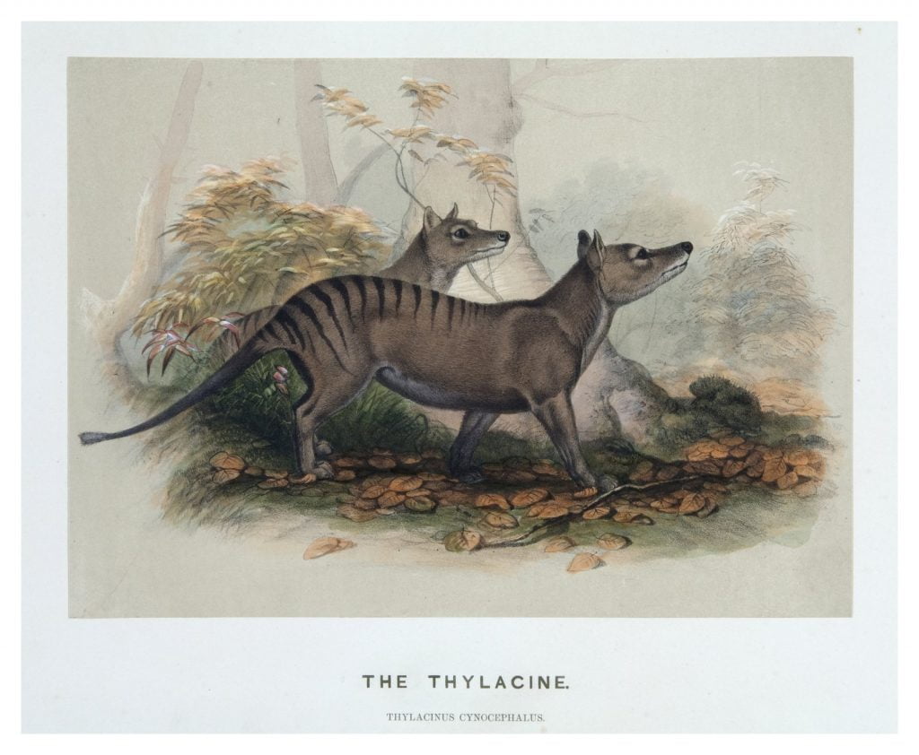 The thylacine